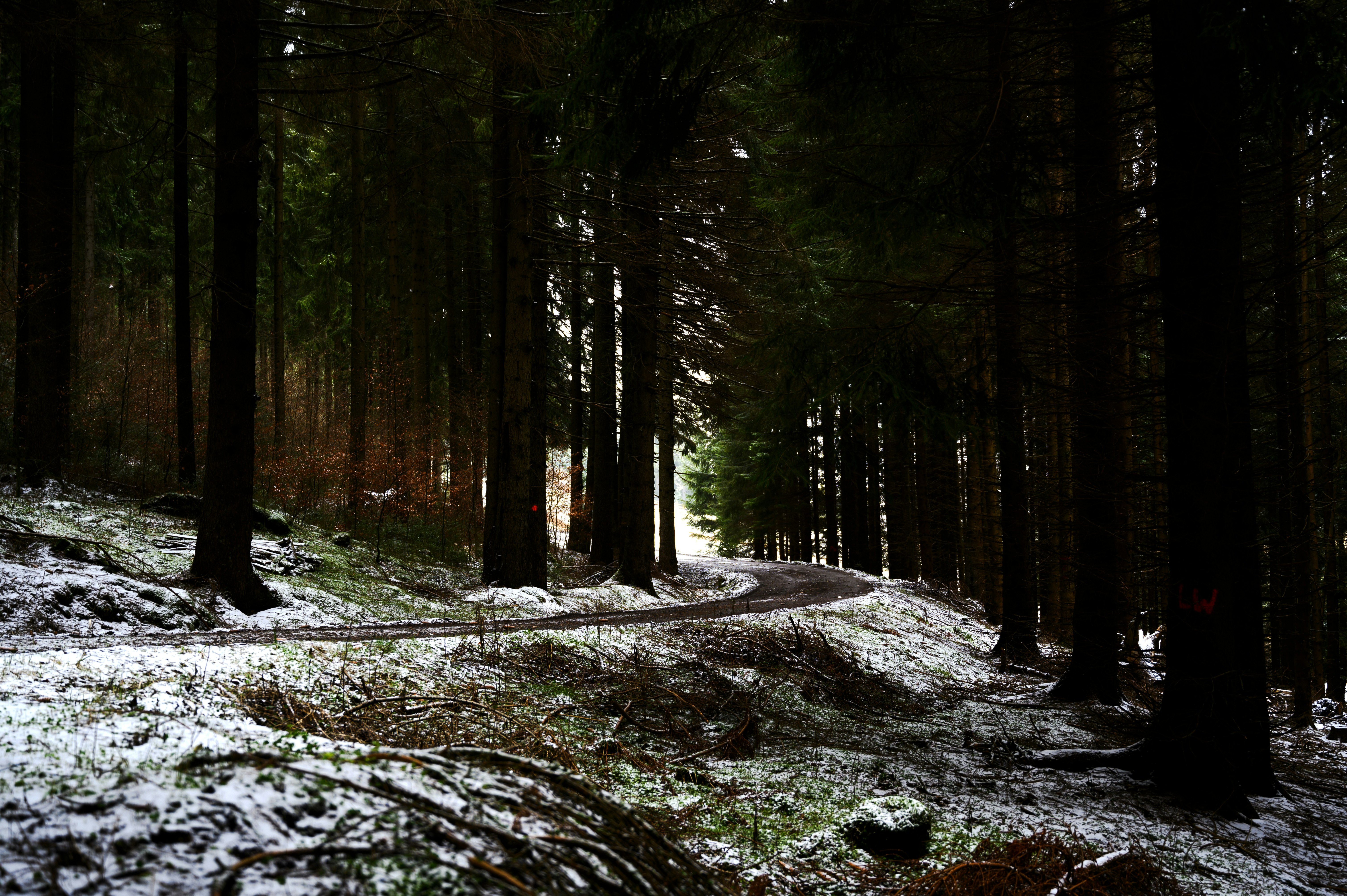 green trees on rocky ground during daytime